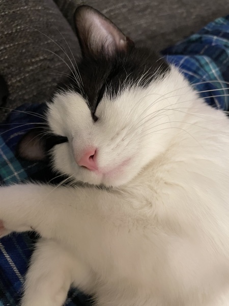 Does anyone look at their cat and think...