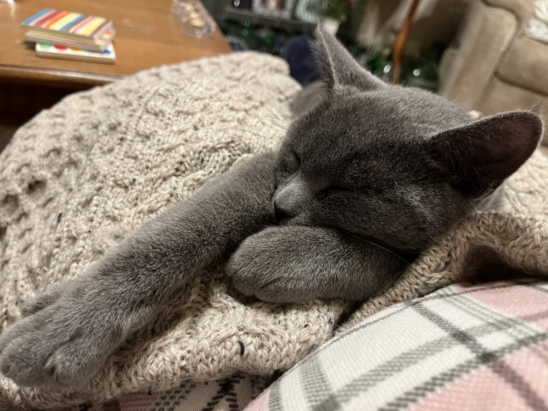 Finlay update feline physio