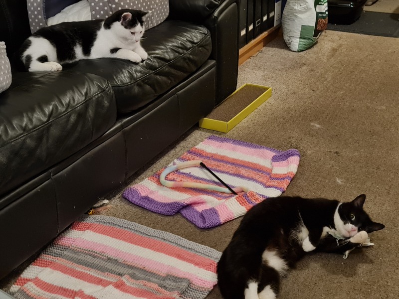 Tales and Tails and NMCs  -  the Excellent Cats March On