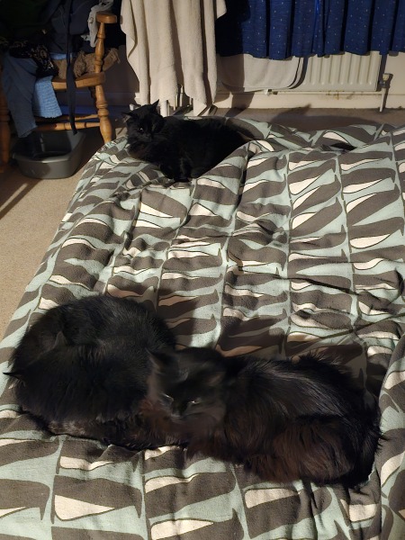 Tales and Tails and NMCs  -  the Excellent Cats March On