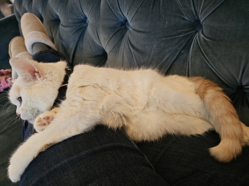 Advice needed for situation with poorly cat