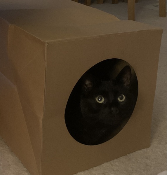 Dry food for indoor cat?