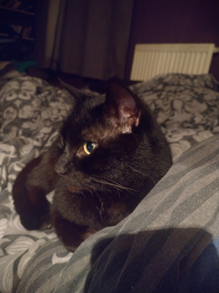 Tales and Tails and NMCs  -  the Excellent Cats March On