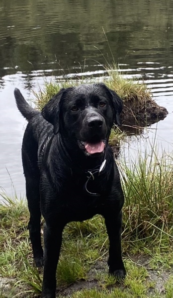 What does your Labrador weigh?