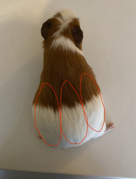 Shit... 99% sure Guinea Pig is pregnant