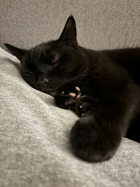 Does anyone look at their cat and think...