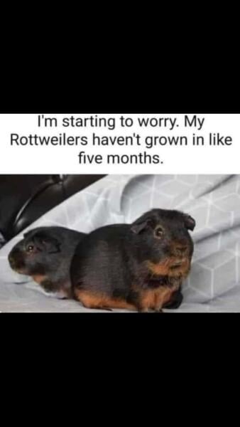 Shit... 99% sure Guinea Pig is pregnant
