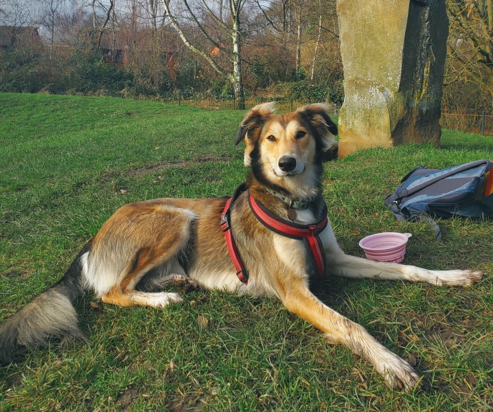 Teen dog thread