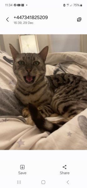 Any Abyssinian experiences to share?