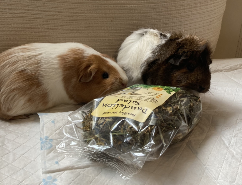 Shit... 99% sure Guinea Pig is pregnant