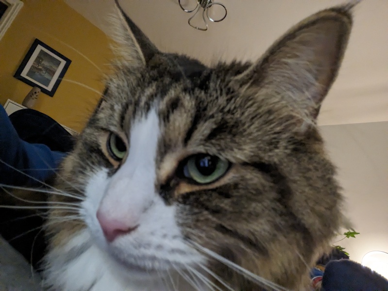 Help me get rid of those cheeky mouse!