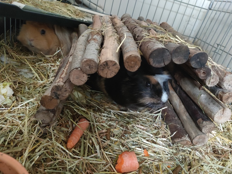 Shit... 99% sure Guinea Pig is pregnant