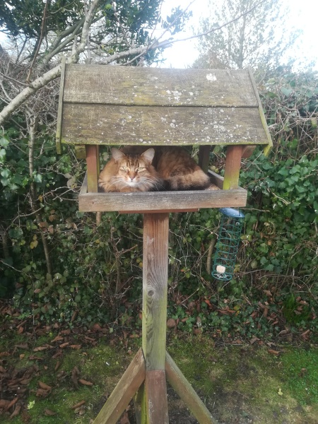 Amazing what you find on your bird table!!!