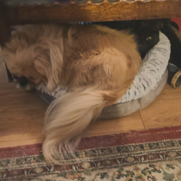 Dog appreciation post