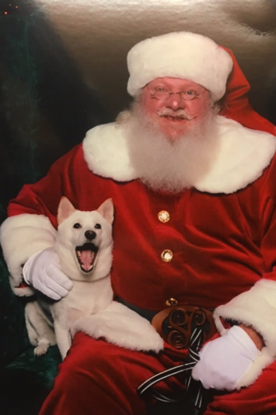 This “humanisation” of dogs has got ridiculous