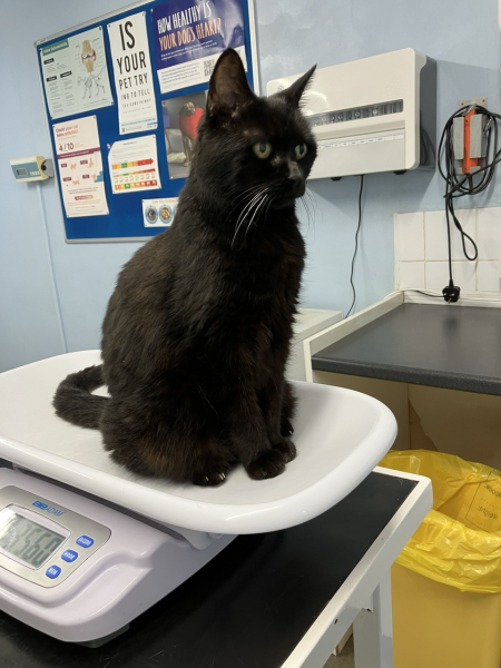 Tales and Tails and NMCs  -  the Excellent Cats March On