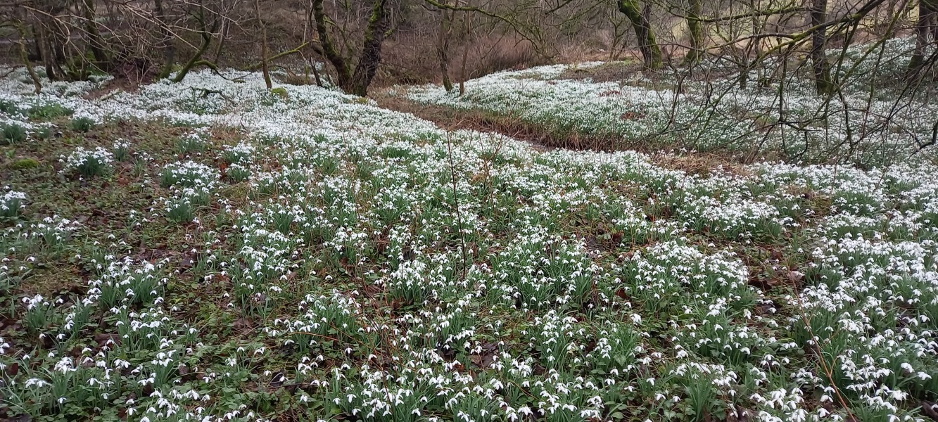 To be shocked by spring