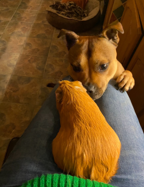 Shit... 99% sure Guinea Pig is pregnant