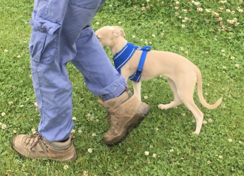 Walking to heal off lead