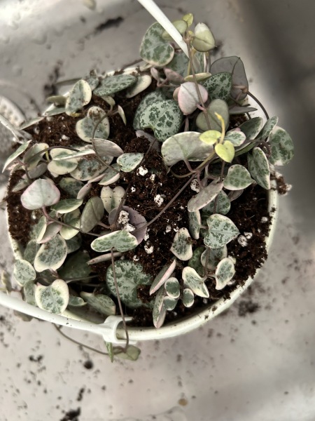 String of hearts help - I don’t know anything about plants!