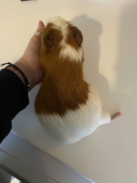 Shit... 99% sure Guinea Pig is pregnant