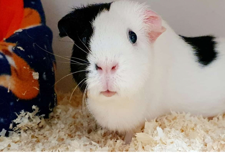 Shit... 99% sure Guinea Pig is pregnant