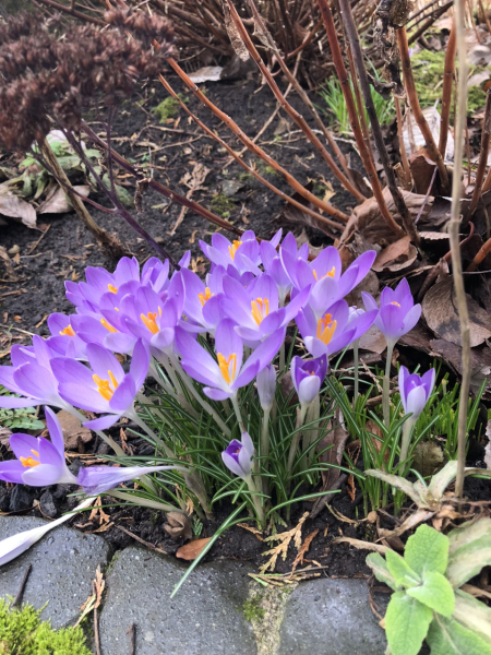 What have you done in the garden today? Part 3