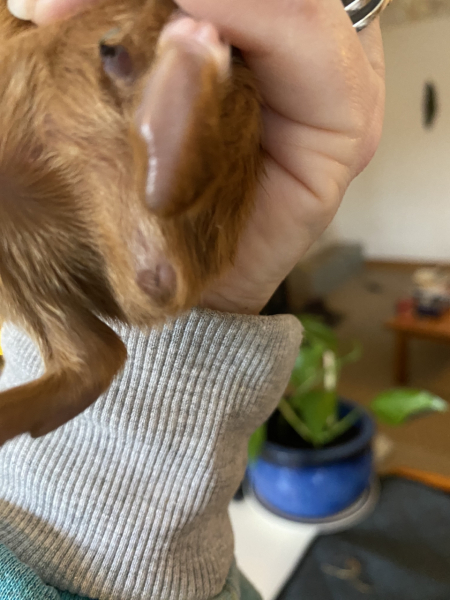 Shit... 99% sure Guinea Pig is pregnant