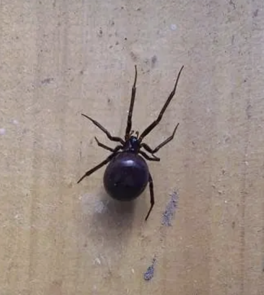 Do spiders die if vacuumed up?