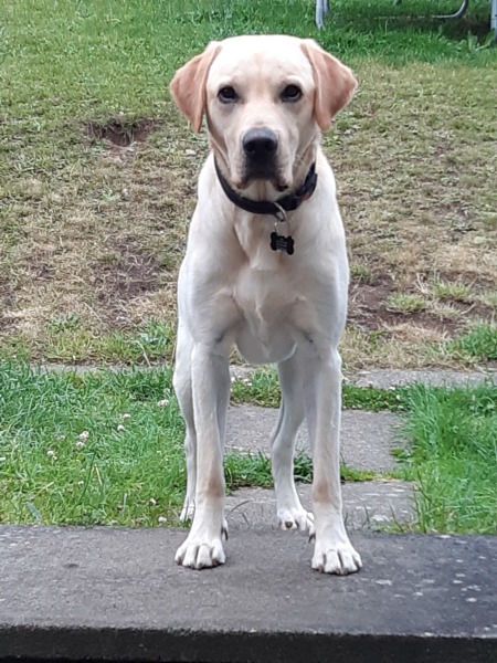 What does your Labrador weigh?