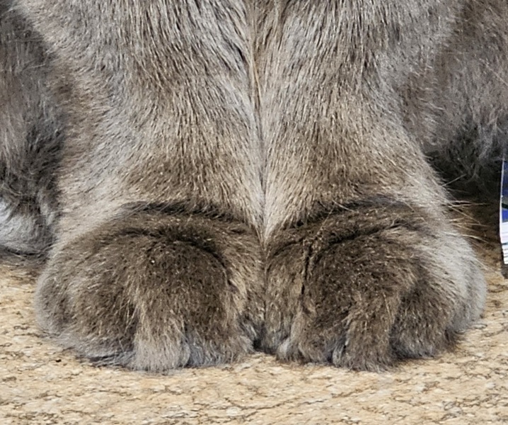 Tales and Tails and NMCs  -  the Excellent Cats March On