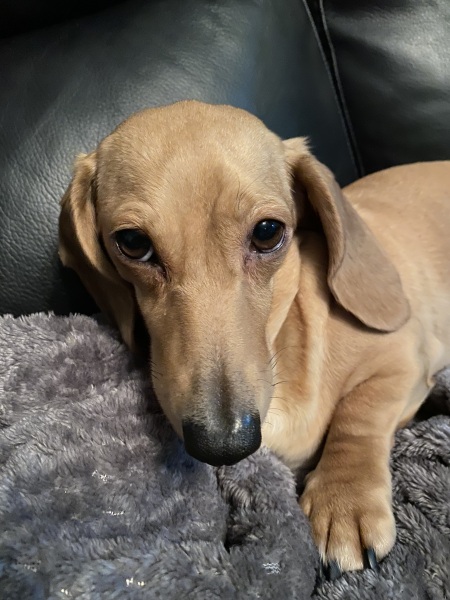 Dog appreciation post