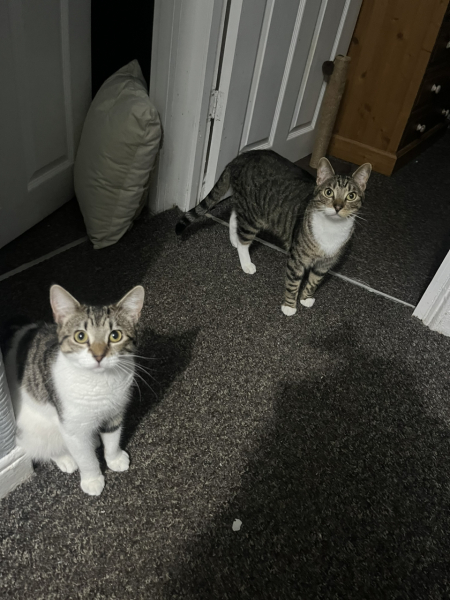 Does your cat bother you for treats?