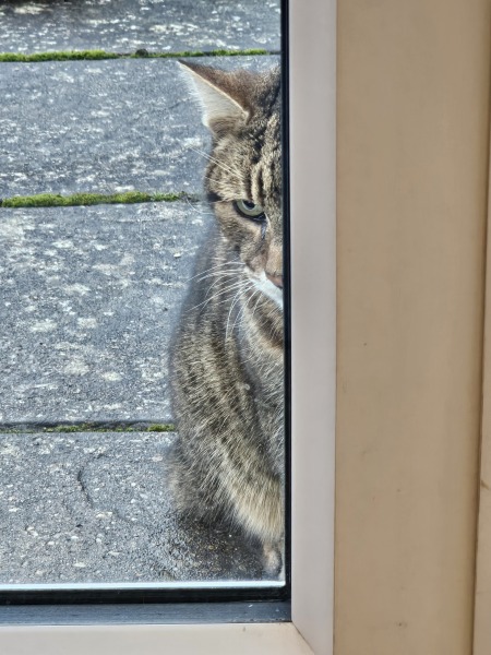Thug cat part 5 - For he will not do destruction, if he is well-fed, neither will he spit without provocation.