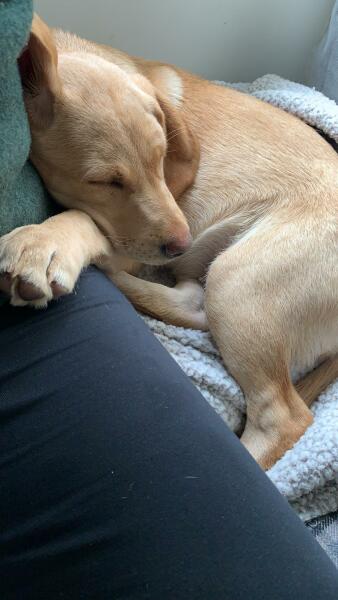 Dog appreciation post
