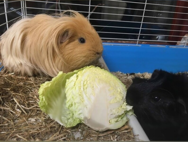 Shit... 99% sure Guinea Pig is pregnant