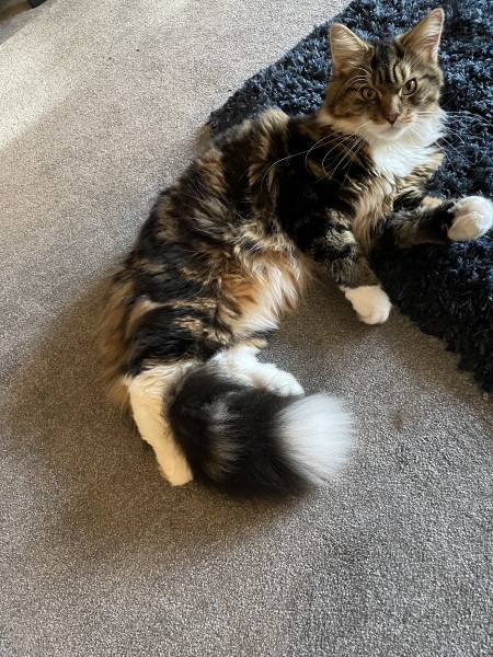 What is the evolution of your cat’s nicknames?