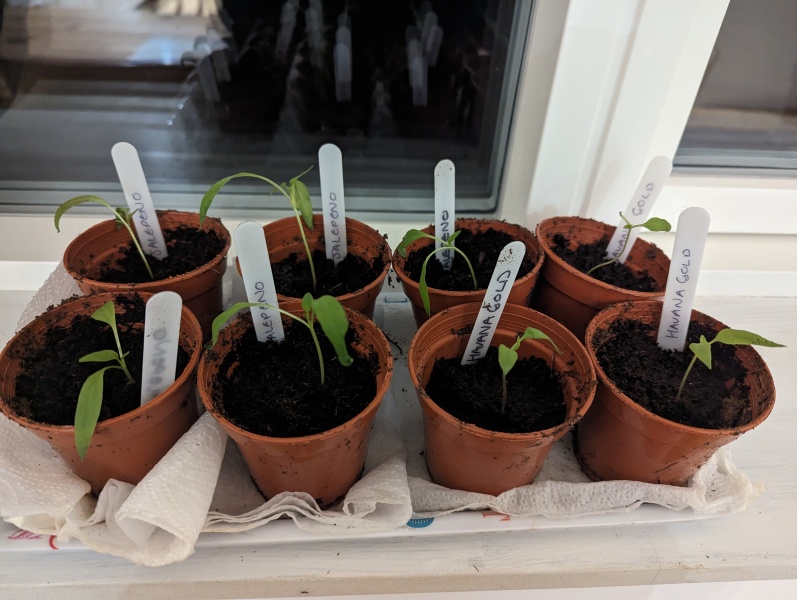 What have you done in the garden today? Part 3