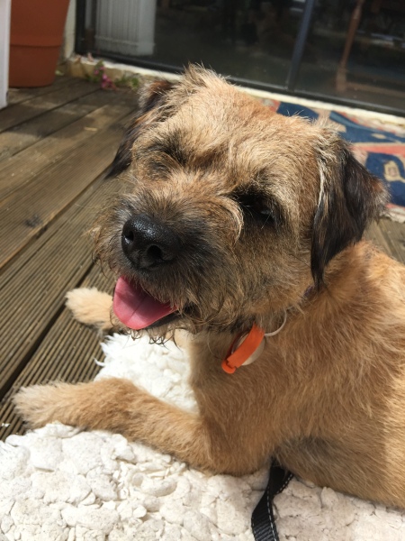 What dog breed would you suggest?
