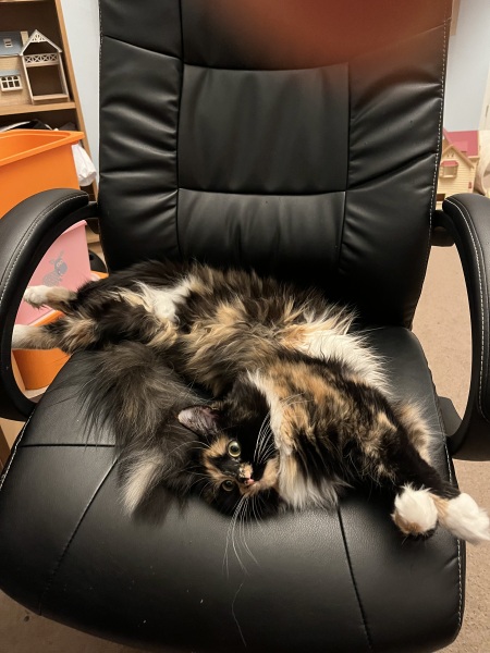 What is the evolution of your cat’s nicknames?