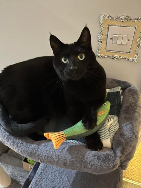 Daughter scared of new cat?