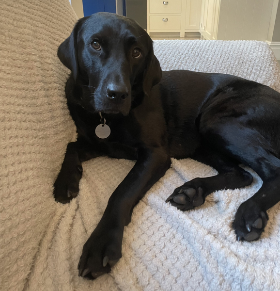 What does your Labrador weigh?