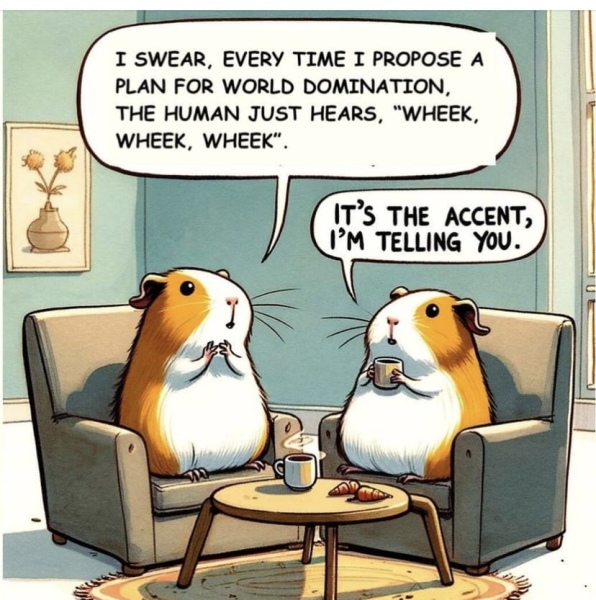 Shit... 99% sure Guinea Pig is pregnant