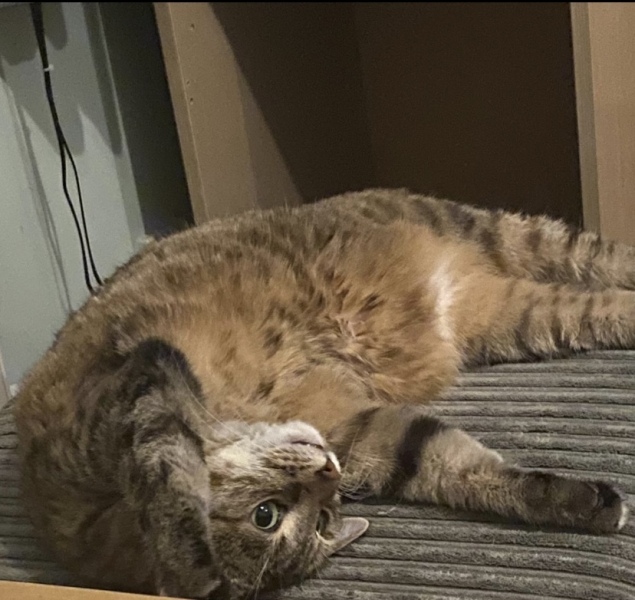 Does anyone look at their cat and think...