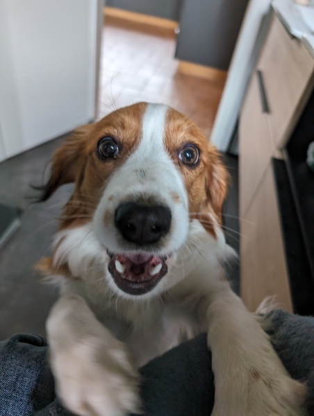 Dog appreciation post