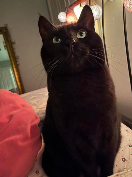 If you have a cat, how much time do they spend sleeping/relaxing?
