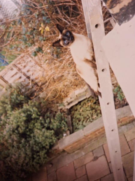 Does anyone look at their cat and think...