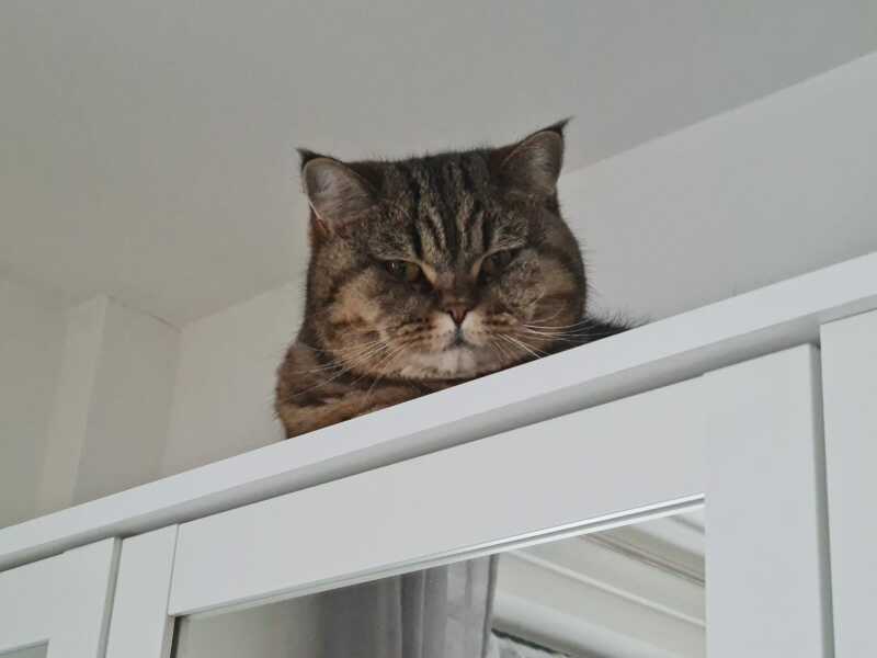 Tales and Tails and NMCs  -  the Excellent Cats March On