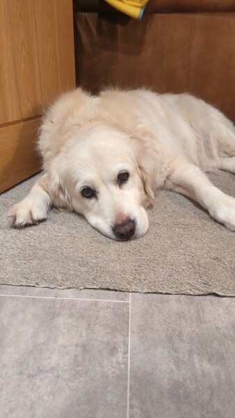 What do I need to know about getting a golden retriever?