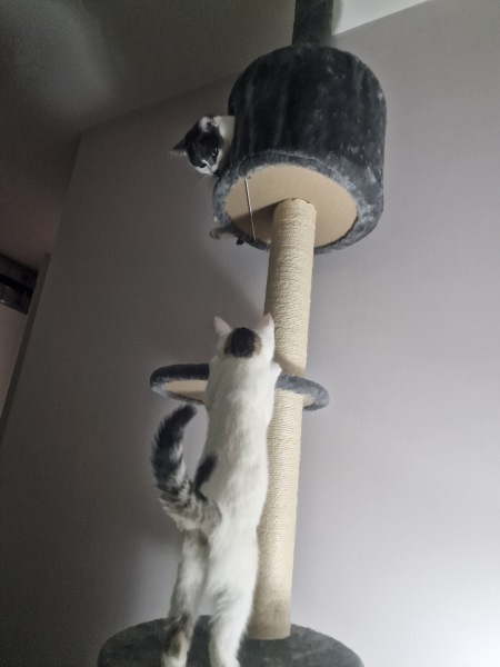 Resident cat and new kitten.